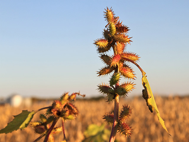 The hard, spiky covering of each bur protects the seed inside from herbicides, so early control of cocklebur is important but getting harder, Image by Pamela Smith